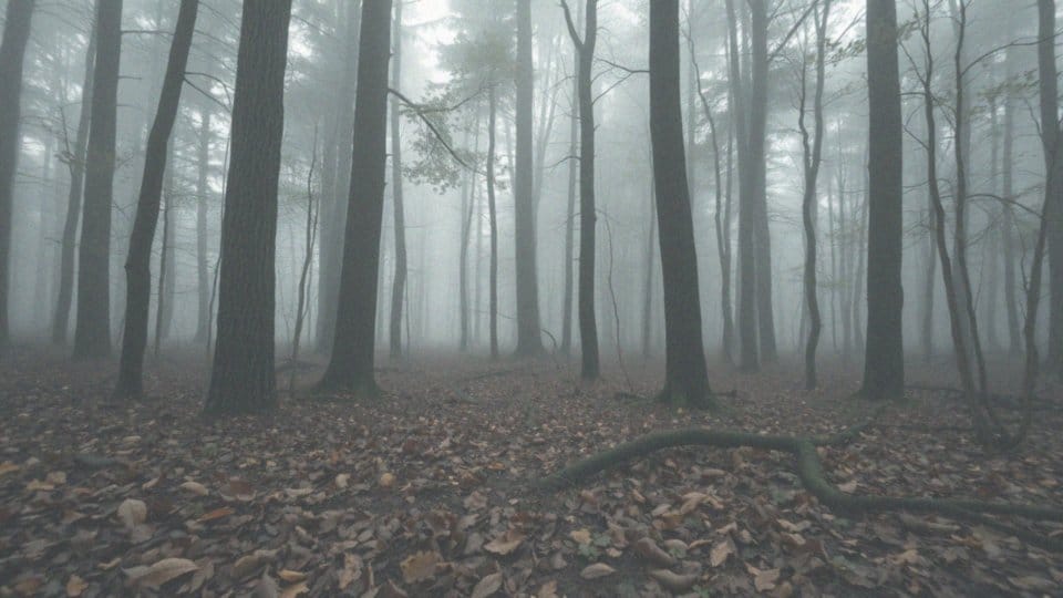 Jak wygląda ochrona rysi i żbików w Polsce?