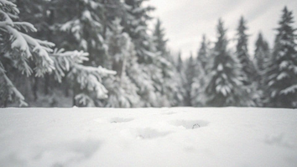 Czy ryś jest groźny dla człowieka? Dowiedz się więcej!
