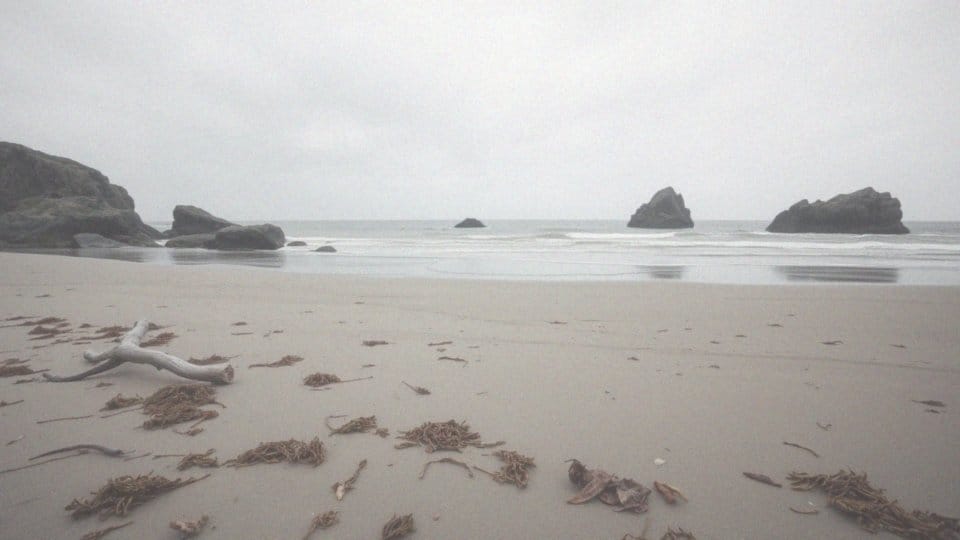 Gatunki fok w Bałtyku – poznaj foka szarego, pospolitego i obrączkowanego