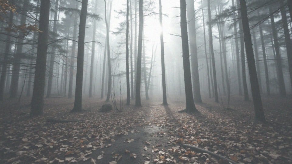 Gdzie żyją rysie w Polsce? Odkryj ich siedliska i populacje