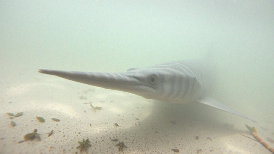 Jak wygląda ryba piła? Cechy, nawyki i zagrożenia gatunku