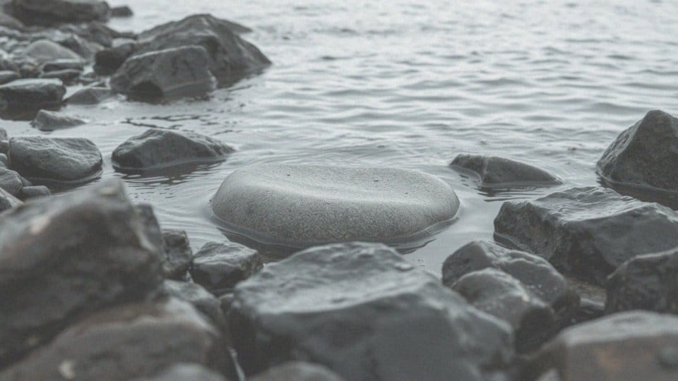 Krótki opis foki pospolitej – ciekawe informacje o tym ssaku